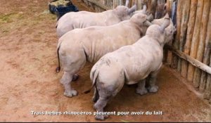 Trois bébés rhinocéros pleurent pour avoir du lait