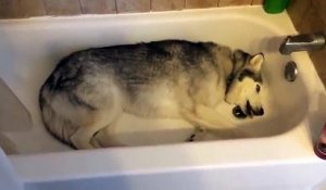 Ce Husky est étalé dans la baignoire et hurle à la mort… Mais la vraie raison va vous redonner le sourire !