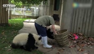 Quand deux Pandas empêchent une employée de Zoo de travailler