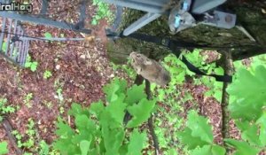 Un lynx curieux rend visite à des chasseurs perchés dans un arbre