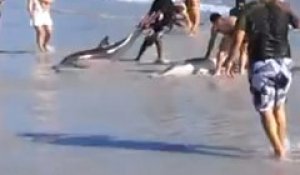 Ces gens essaient de sauver des dauphins