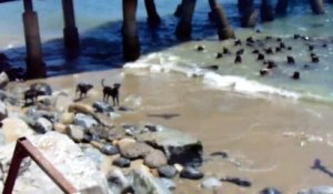 4 chiens veulent attaquer un banc de lions de mer... "Vous êtes sûr là?"