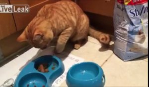 Ce chat hyper maniéré mange comme un humain