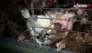 L214 : nouvelle vidéo-choc dans un élevage de poules
