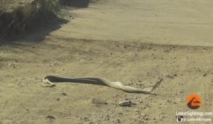 Combat de serpents black mambas au milieu de la route