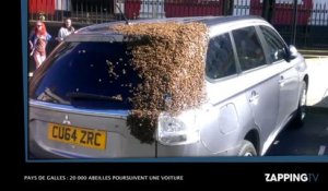 Pays de Galles : 20 000 abeilles poursuivent une voiture