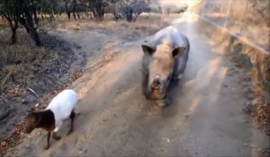 Ce jeune rhinocéros se prend pour une chèvre