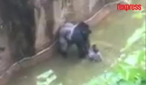 Après la mort du gorille au zoo de Cincinnati, des associations s'insurgent