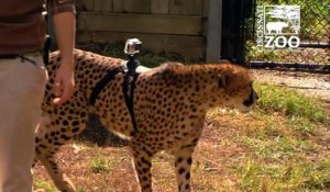 Course d'un Guépard équipé d'une GoPro au Zoo de Cincinnati : quelle vitesse!
