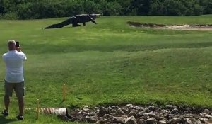 Un alligator géant sur un terrain de golf en Floride