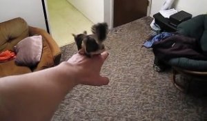 Un écureuil comme animal de compagnie saute partout dans l'appartement - Adorable