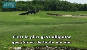 Un alligator géant se balade sur un terrain de golf en Floride