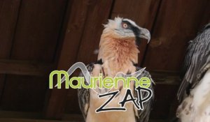 Maurienne Zap #287