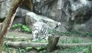 Un léopard des neiges fait une rotation a 360 degrés en sautant contre un mur