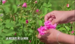Beauté - La récolte de la rose - 2016/06/04