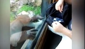 Un orang-outan curieux veut voir ce que cette femme a dans son sac