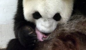 Le Bébé Panda De Pairi Daiza Dans Les Bras De Sa Maman : Un Moment Sensationnel !