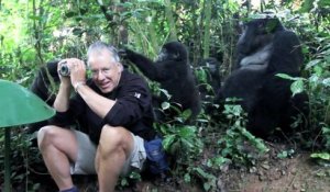 Rencontre rare avec une famille de gorille
