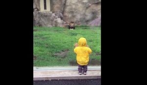 Japon :  un enfant attaqué par un lion, n'a même pas peur !