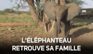 Émouvant : ce bébé éléphant retrouve sa maman