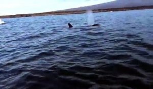 Une orque joue avec une tortue de mer