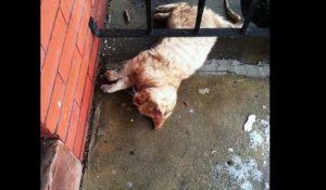 Un homme arrive à réanimer un chat mort de froid couché devant sa porte !