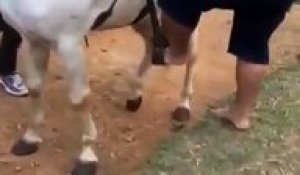 Un homme en surpoids se fait éjecter d'un cheval qui ne le supportait pas