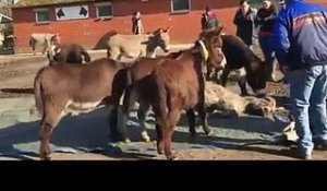 Des ânes pleurent la mort de leur ami dans un refuge aux Pays-Bas