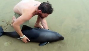 Le sauvetage fascinant d'un beau dauphin qui s'est échoué sur la plage !