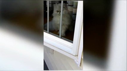 Ce Chat Dit Au Revoir A Son Maitre Qui Part Au Boulot Petit Coucou De La Patte Sur Orange Videos