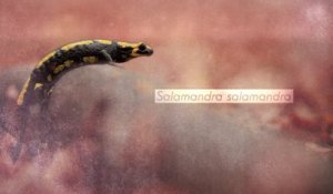 Salamandre tachetée (tour de France de la biodiversité 15/21)