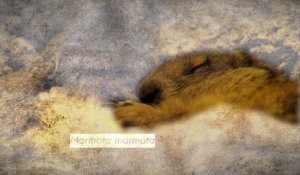 Marmotte (tour de France de la biodiversité 19/21)