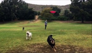 Assommée par son chien qui essaie d'attraper un frisbee ! Coup de tête