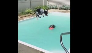 Chien saute sur un autre chien dans une piscine