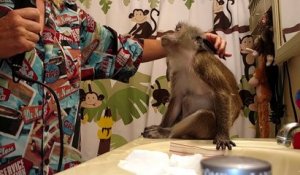 Elle prend son singe pour une poupée et passe son temps à le maquiller