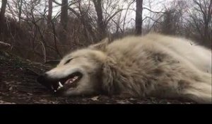 Hurlement d'un loup paresseux
