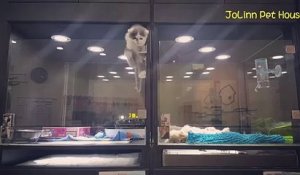 Un chaton se sent seul dans une animalerie