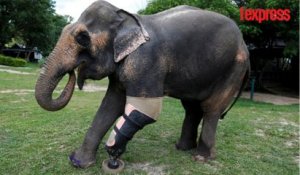 Thaïlande: des éléphants unijambistes marchent avec des prothèses