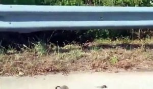 Une maman rat sauve son petit d'un serpent