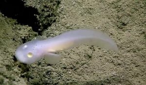 Un poisson fantôme a été découvert pour la première fois dans le Pacifique