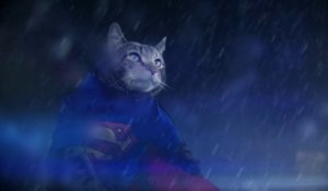 Batchat contre Superchat, parodie géniale de Superman VS Batman