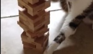 un chat joue au jenga