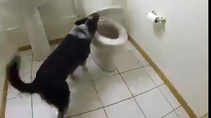 Ce Chien Fait Caca Dans Les Toilettes Et Tire Meme La Chasse Sur Orange Videos