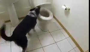Ce chien fait caca dans les toilettes et tire meme la chasse