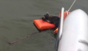 Des touristes en bateau sauvent un pauvre raton laveur perdu en mer