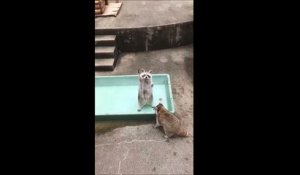 Un raton laveur lève la patte pour quémander