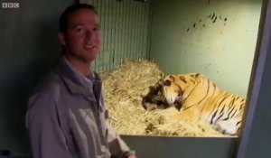 Une maman tigre donne naissance à son bébé au zoo mais le petit semble avoir des problème de respiration... Heureusement maman est là