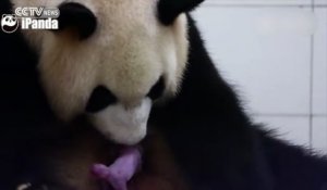 Naissance D Un Bebe Panda Filmee En Belgique Tellement Mignon Et Si Rare Sur Orange Videos