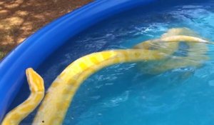 Une jeune fille nage avec un python dans une piscine