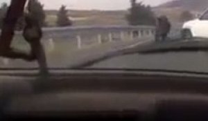 Un taureau en liberté sur l’autoroute